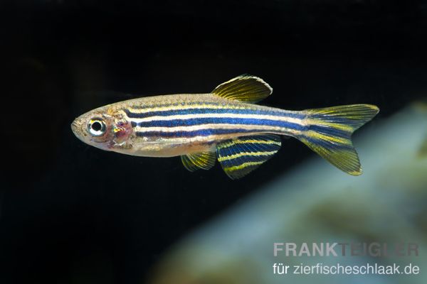 Zebrabärbling - Danio rerio